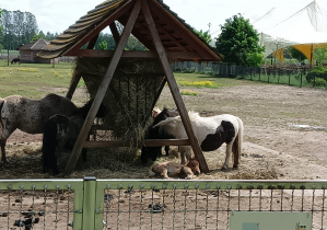 Wycieczka do ZOO Safari w Borysewie- gr. III i IV