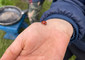 "Z naturą za pan brat..." czyli świętujemy Dzień Chłopca w "ŻArtowni"- gr. XI i XII