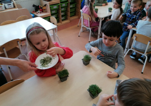 "Zielony ogródek parapetowy" –projekt edukacyjny w grupie IX