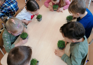 "Zielony ogródek parapetowy" –projekt edukacyjny w grupie IX