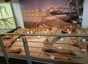 Zakończenie projektu edukacyjnego "Śladami dinozaurów"- wycieczka grupy VIII do Muzeum Okręgowego w Koninie