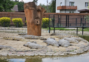 Wycieczka do ZOO- Safari w Borysewie- grupa V