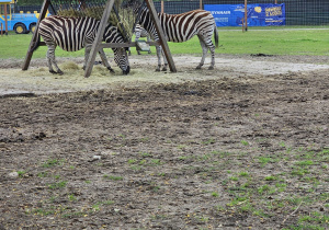 Wycieczka do ZOO- Safari w Borysewie- grupa V