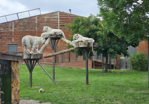 Wycieczka do ZOO- Safari w Borysewie- grupa V