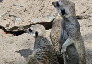 Wycieczka do ZOO- Safari w Borysewie- grupa V