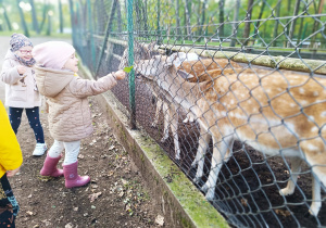 "W poszukiwaniu Pani Jesieni..."- wycieczka do parku- gr. XI i XII