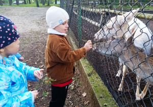 "W poszukiwaniu Pani Jesieni..."- wycieczka do parku- gr. XI i XII