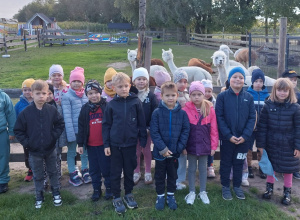 Gr. V Świętuje Dzień Chłopca w „Wiejskim podwórku Alpaki i inne zwierzaki” w ramach Tygodnia Budowania Relacji