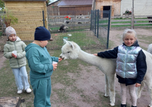 Gr. V Świętuje Dzień Chłopca w „Wiejskim podwórku Alpaki i inne zwierzaki” w ramach Tygodnia Budowania Relacji
