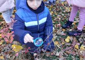 „Jesienna innowacja pedagogiczna” – grupa V – cz. II