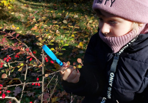 „Jesienna innowacja pedagogiczna” – grupa V – cz. II