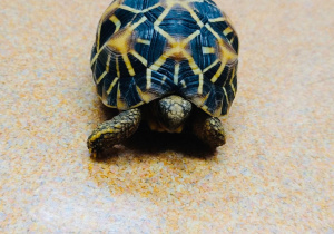 O gadzim świecie, czyli słów kilka o... żółwiach w gr. XI i XII