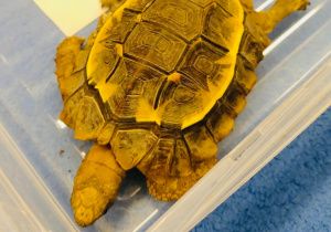 O gadzim świecie, czyli słów kilka o... żółwiach w gr. XI i XII