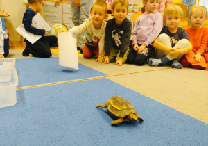 O gadzim świecie, czyli słów kilka o... żółwiach w gr. XI i XII