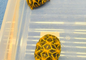 O gadzim świecie, czyli słów kilka o... żółwiach w gr. XI i XII