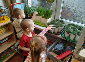 "Zielony ogródek parapetowy' - projekt edukacyjny w grupie IX