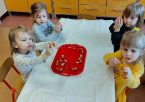 "Zielony ogródek parapetowy' - projekt edukacyjny w grupie IX