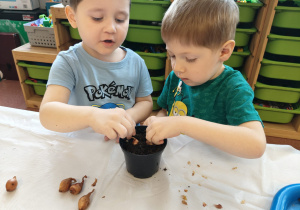 "Zielony ogródek parapetowy' - projekt edukacyjny w grupie IX