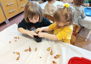 "Zielony ogródek parapetowy' - projekt edukacyjny w grupie IX