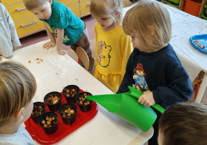 "Zielony ogródek parapetowy' - projekt edukacyjny w grupie IX