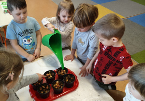 "Zielony ogródek parapetowy' - projekt edukacyjny w grupie IX