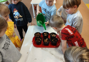 "Zielony ogródek parapetowy' - projekt edukacyjny w grupie IX