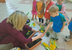 "Zielony ogródek parapetowy' - projekt edukacyjny w grupie IX