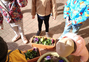 "Zielony ogródek parapetowy' - projekt edukacyjny w grupie IX