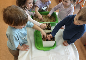 "Zielony ogródek parapetowy' - projekt edukacyjny w grupie IX