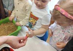 "Zielony ogródek parapetowy' - projekt edukacyjny w grupie IX