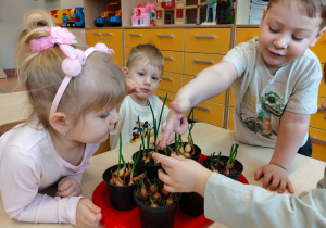 "Zielony ogródek parapetowy' - projekt edukacyjny w grupie IX