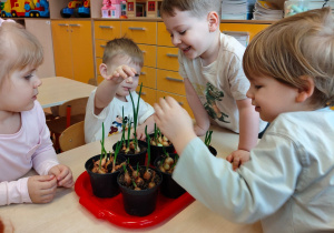 "Zielony ogródek parapetowy' - projekt edukacyjny w grupie IX