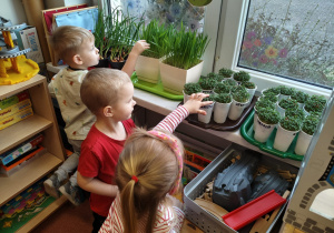 "Zielony ogródek parapetowy' - projekt edukacyjny w grupie IX