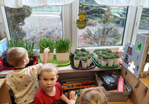 "Zielony ogródek parapetowy' - projekt edukacyjny w grupie IX