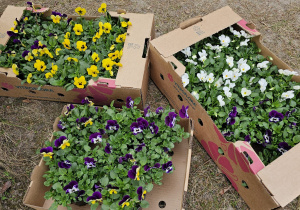 „Pierwsze wiosenne kwiatki” – sensorycznie i artystycznie w grupie I maluszków