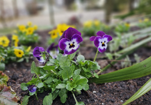 „Pierwsze wiosenne kwiatki” – sensorycznie i artystycznie w grupie I maluszków