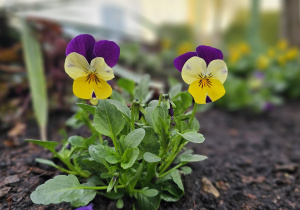 „Pierwsze wiosenne kwiatki” – sensorycznie i artystycznie w grupie I maluszków