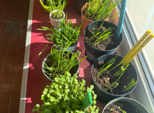 ,,Witaj Wiosno!" - projekt edukacyjny w grupie IV