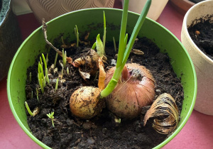 Projekt edukacyjny ,Witaj wiosno!"