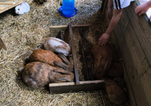 Przygoda na Dziki Zachodzie – Westernland gr. XII